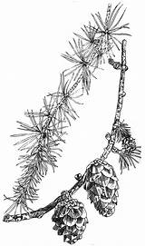 Larix Decidua Habitus Bildquelle Pflanze sketch template