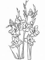 Gladiolus Flower Coloring Pages Flowers Line Clip Drawing Clipart Printable Gladioli 2021 Nature Outline Coloring4free Larkspur Tattoo Color Photobucket Publications sketch template