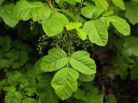 Good Poison Oak Picture Oregon Hikers