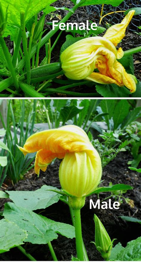 difference  male  female squash blossoms
