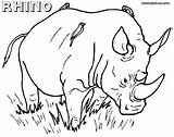 Rhino Coloring Pages Baby Printable Rhinos Getcolorings Indian sketch template