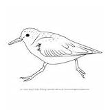 Sanderling Draw Drawing Step Tutorials Birds Animals Tutorial sketch template