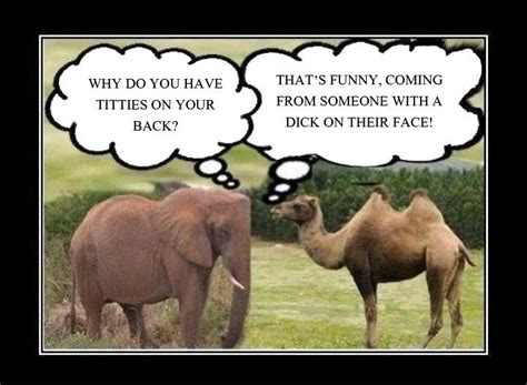 funny adult jokes camel and elephant funny sex joke i