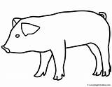 Coloring Pig Animals Color Print sketch template