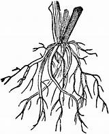 Roots Fibrous Root Clipart Clip Plant Coloring Etc Cliparts Plants Drawing Usf Edu Flower Library Hunger Larawan Na Stems Causes sketch template
