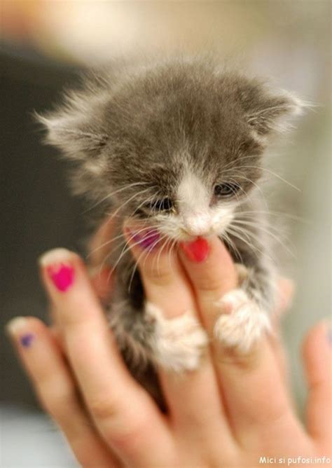cute kitty cat pictures cute animals cute baby animals cute