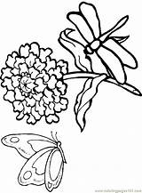 Coloring Fish Angel Library Clipart Blenny sketch template
