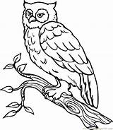 Owl Coloring Drawing Pages Outline Line Clipart Snowy Cartoon Printable Cliparts Popular sketch template