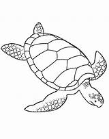 Turtle Coloring Pages Print Educational Tool Printable Easy sketch template