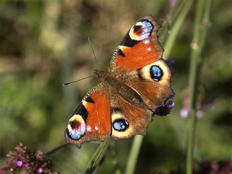 The Peacock Butterfly Identification And Life Cycle Saga