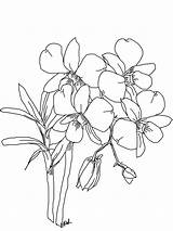 Orchid Coloring Drawing Pages Line Orchids Flower Simple Flowers Sketch Blossom Phalaenopsis Getdrawings Crafter Kitchen Table Click Moth Plant Popular sketch template