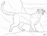 Coloring Cougar Pages Puma Printable Drawing sketch template