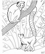 Lemur Coloring Pages Ring Zoo Tailed Animals Printable Print Lemurs Ringtail Coloringbay Color Clipart Skip Main sketch template