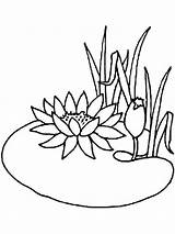 Coloring Lily Water Pages Flower sketch template