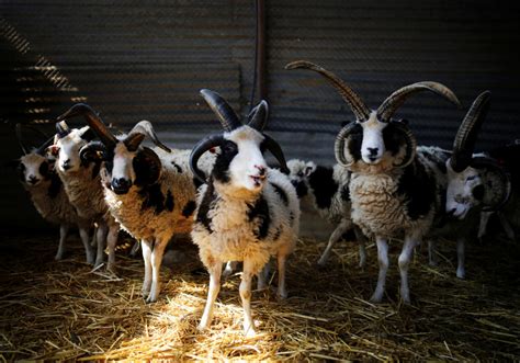 israeli shepherdess  modern sheep breed  revive ancient shofar