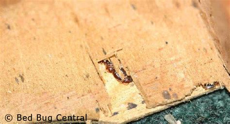 biology behavior bedbug central