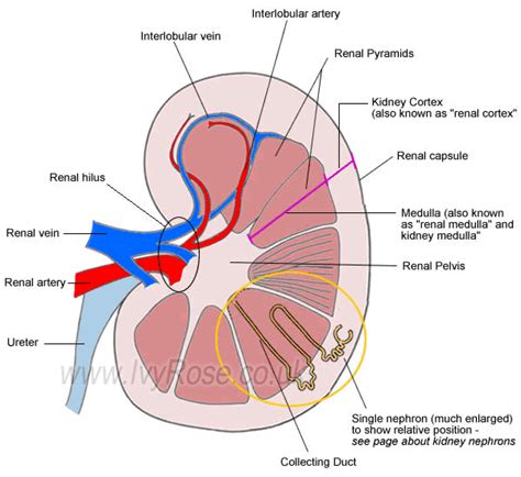 structure   kidney basic diagram   kidney   human body