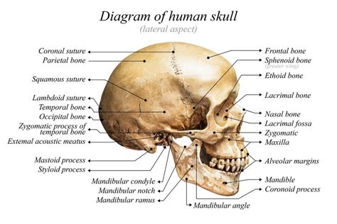 anatomy poster human skull laminated lupongovph
