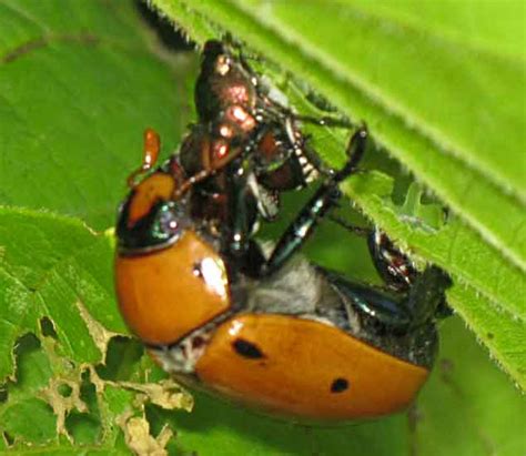 attempted interspecies mating mating japanese beetles