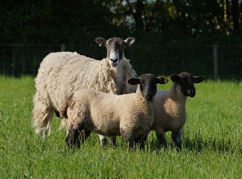 suffolk sheep  nod  morrisons lamb plan buying supplying news  grocer