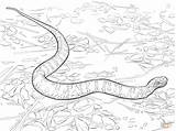 Snake Coloring Pages Racer Cottonmouth Template sketch template