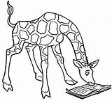 Girafas Girafa Giraffe Livro Lendo Jirafas Tudodesenhos Lenda Mandioca Clipartmag Seonegativo sketch template