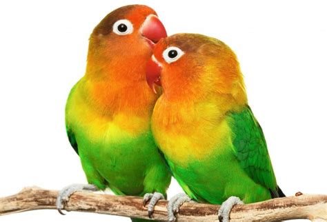 Lovebird Care Secrets Best Tips For Lovebird Care And