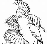 Cockatoo Coloring Pages Coloringcrew Color Madison Colored Book Birds Print Popular sketch template