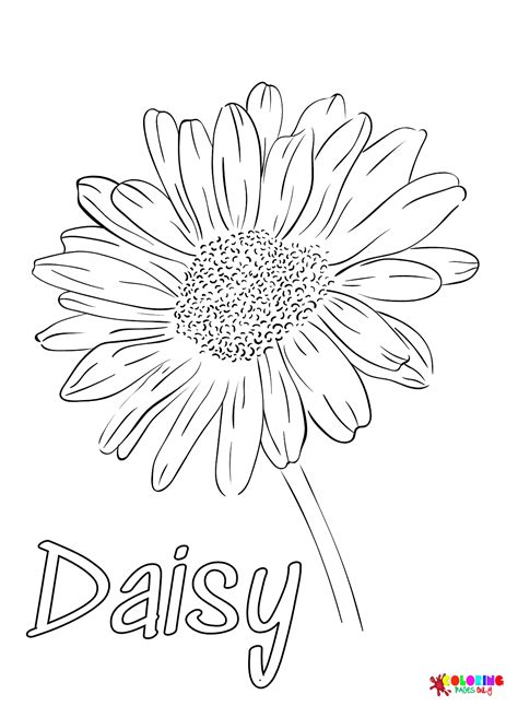 flower daisy coloring page  printable coloring pages