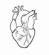 Heart Anatomical Human Line Embroidery Simple Drawing Herz sketch template
