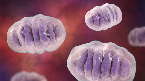 investigadores desvelan una causa de problemas geneticos en la mitocondria