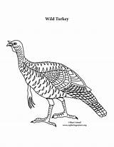 Turkey Coloring Wild Alone Getdrawings Drawing sketch template
