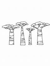 Baobab sketch template