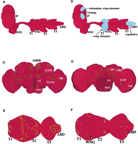Cns Of Drosophila With Regions Involved In Male Sexual Behavior And