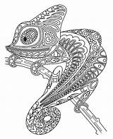 Kolorowanka Kolorowanki Kameleon Dorosłych Druku Relaksacyjne Doroslych Malowanki Malowanka Darmowe Kamaleon sketch template