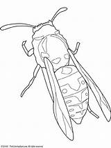 Yellow Jacket Insects Coloring Pages Wasp Clipart Big Printable Kids Pages2color Insecten Insect Fun Bug Colouring sketch template