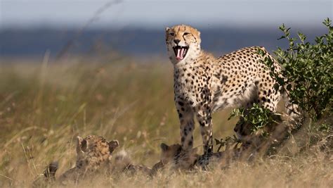 cheetah numbers crashing extinction