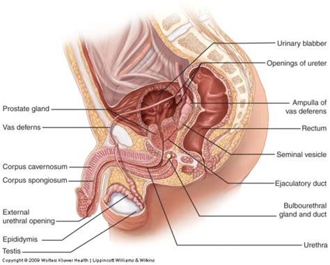 The Male Reproductive System Anatomy And Phyisiology