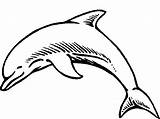 Dolfijnen Kleurplaten Kleurplaat Animaatjes sketch template