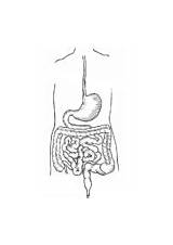 Coloring Digestive Track Intestines sketch template
