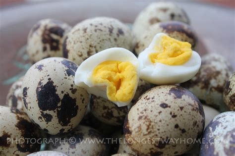 Quail Eggs Food From The Philippines
