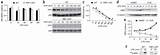 Rbp Irf8 Notch Polarization Regulates Macrophage Inflammatory Signaling Transcription Promotes Synthesis Figure sketch template
