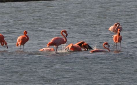 flamingoes  curacao curacao caribbean travel spot