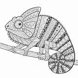 Chameleon Adulta Antistress Coloritura sketch template