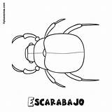 Escarabajos Escarabajo Insectos Animales sketch template