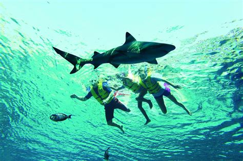 ultimate snorkel experience  dubai atlantis dubai project expedition