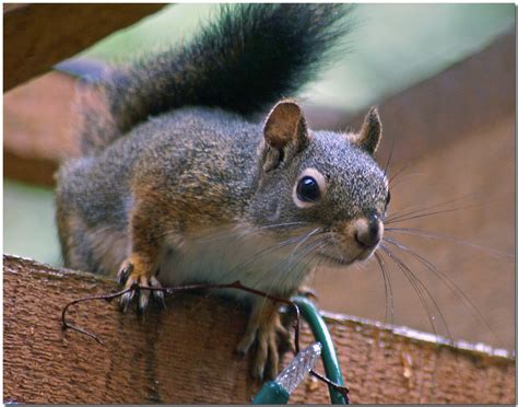 curious sciurus   grey sciurus griseus   flickr