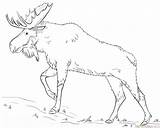 Moose Tutorials sketch template