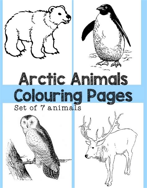 coloring pages  arctic animals