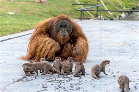 sweet moment orangutan dotes  family  otters   river  run  ape enclosure